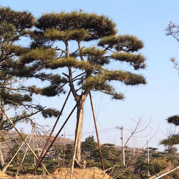 造型松苗木怎樣健康成長為造型松景觀
